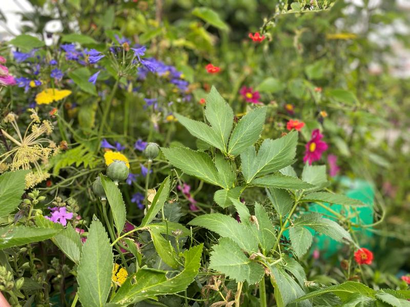 Gardening Group at Leach Pottery - St Ives
