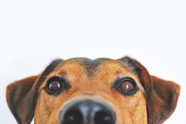 Looking for any new groups offering help with taking care of pets for people self isolating